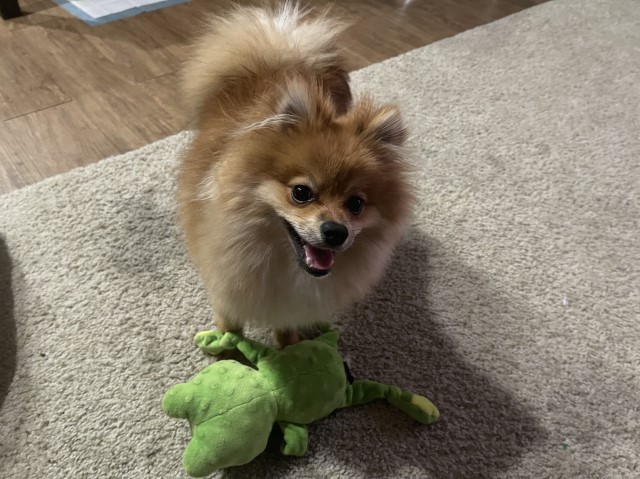 Pomeranian Stud 30471