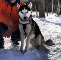 Logan Parks - Siberian Husky Stud