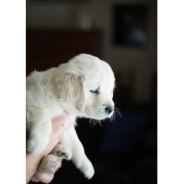 Golden Retriever Breeder 22509