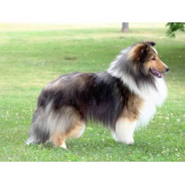 Glamar Shelties