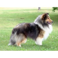 Glamar Shelties