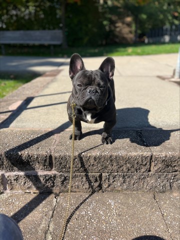 Chocolate Covered Frenchies