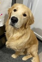 Cordell and Katie - Golden Retriever Stud