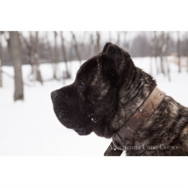 Americana Cane Corso