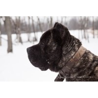 Americana Cane Corso Cane Corso breeder