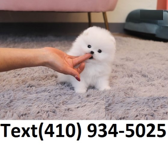 Neptune teacup Pomeranian