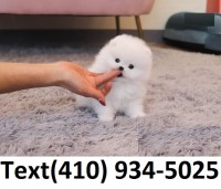 Neptune teacup Pomeranian