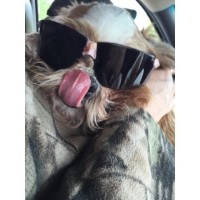 Kuntry Tyme Shih Tzu breeder