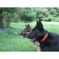 EUROHUND German Shepherd Dog breeder