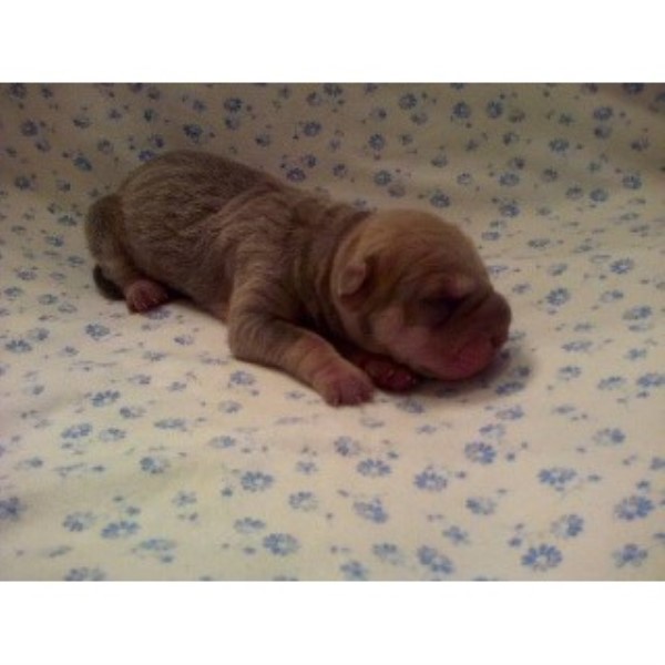 Family Shar Pei Chinese Shar Pei Breeder In Douglasville Georgia