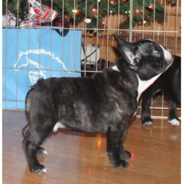 French Bulldog Breeder 22554