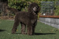 Golden State Good Dogs