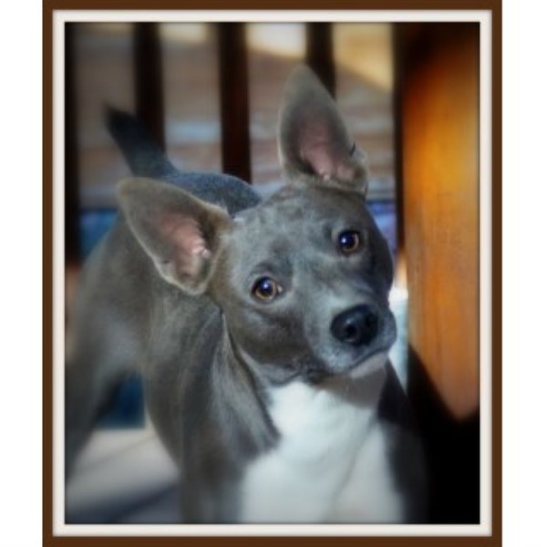 Rat Terrier Breeder 15774