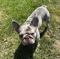 Conor Kirkpatrick - French Bulldog Stud