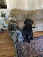 Sara - Bouvier Des Flandres Stud