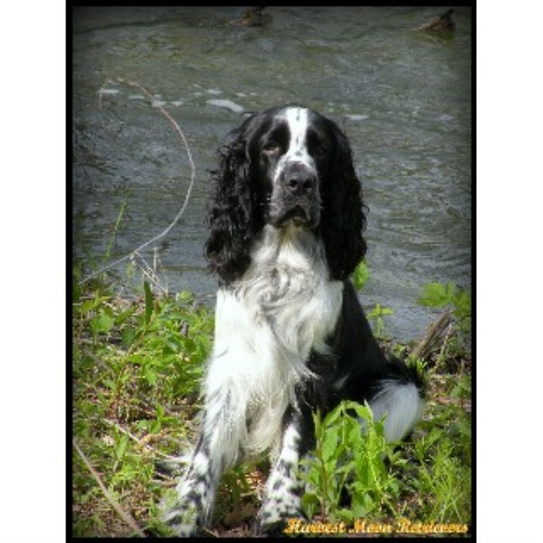 Harvest Moon Retrievers, Labrador Retriever Breeder in ...