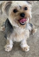 Paula - Yorkshire Terrier Stud