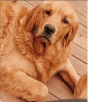 Cathy - Golden Retriever Stud