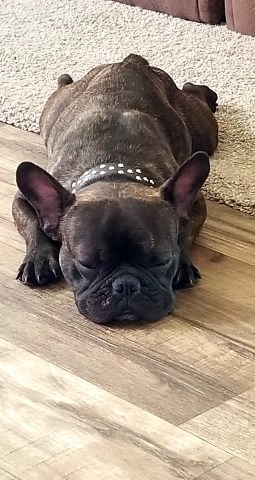 French Bulldog Stud 27377