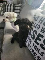 Yoanila Female (F) Booker - Yorkipoo Stud