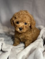 Elite Family Poodles Poodle Toy breeder