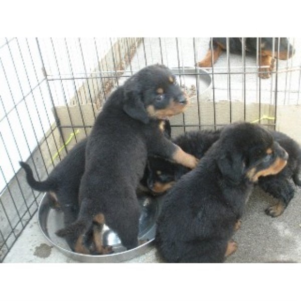 columbia rottweilers regenesis rottweilers registered rottweiler breeder in vancouver columbia columbia rottweilers regenesis rottweilers registered rottweiler breeder in vancouver columbia