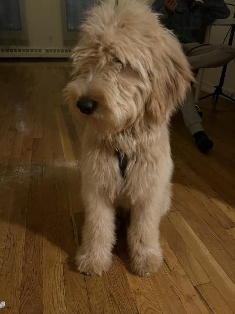 Goldendoodle Stud 29784