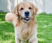 Grace Bettino - Golden Retriever Stud