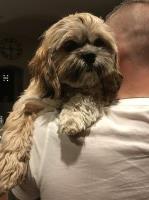 Kimberly - Shih Tzu Stud