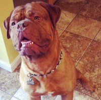 miguel cruz - Dogue De Bordeaux Stud