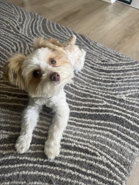 Yorkshire Terrier Stud 31889