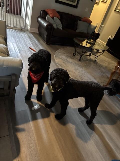 Goldendoodle Stud 31927