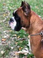 Curtis Witmer - Boxer Stud