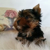 Parti Yorkies By Daina Yorkshire Terrier breeder