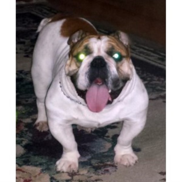 English Bulldog Breeder 25209