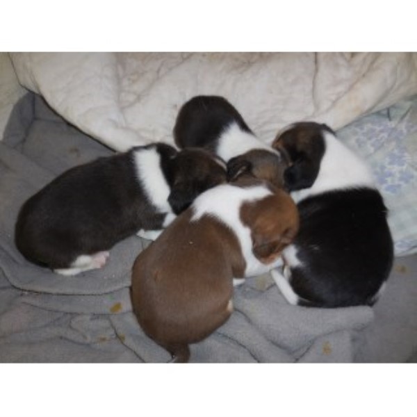 Legal Beagle Kennels, Inc