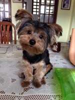 Len - Yorkshire Terrier Stud