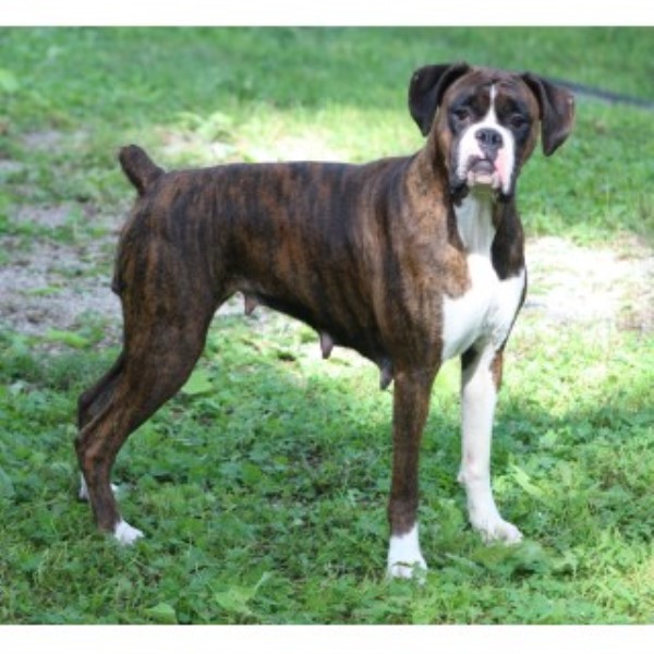 Boxer Breeder 13503