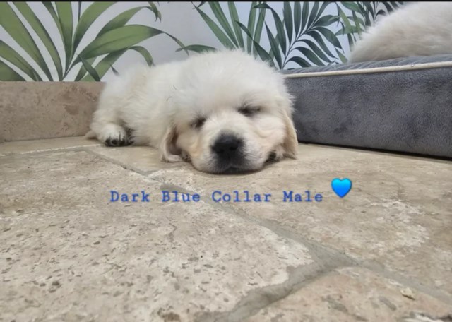 Golden Retriever Stud 31894