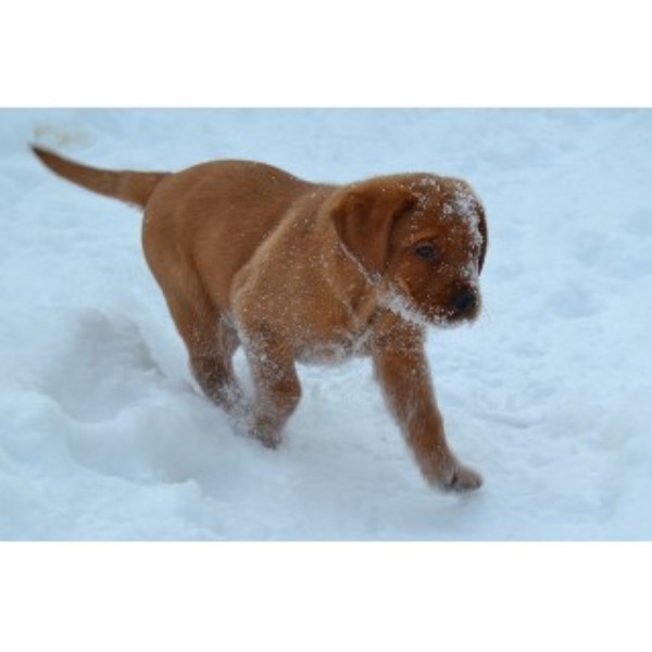 Winter Valley Labradors