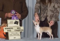 Arcreya Reg'd Chihuahuas Chihuahua breeder