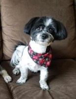 Lynette W. - Havanese Stud