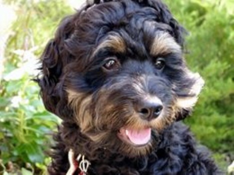 Cockapoo Breeder 16423