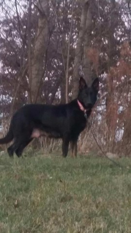 German Shepherd Dog Breeder 27016