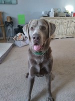 Sabrina Bernauer - Labrador Retriever Stud