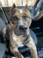 Faith Stepusin - American Pit Bull Terrier Stud