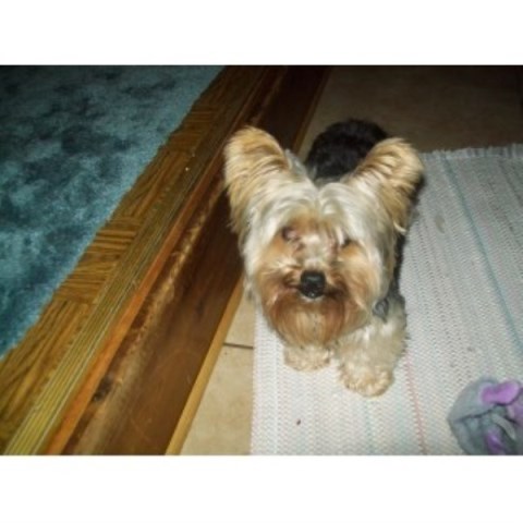 Yorkshire Terrier Stud 23725