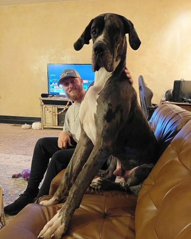 Ammo elite euro line