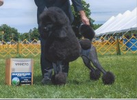 Rachel Poodle Standard breeder