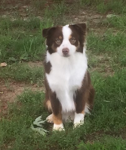 Miniature Australian Shepherd Breeder 27738